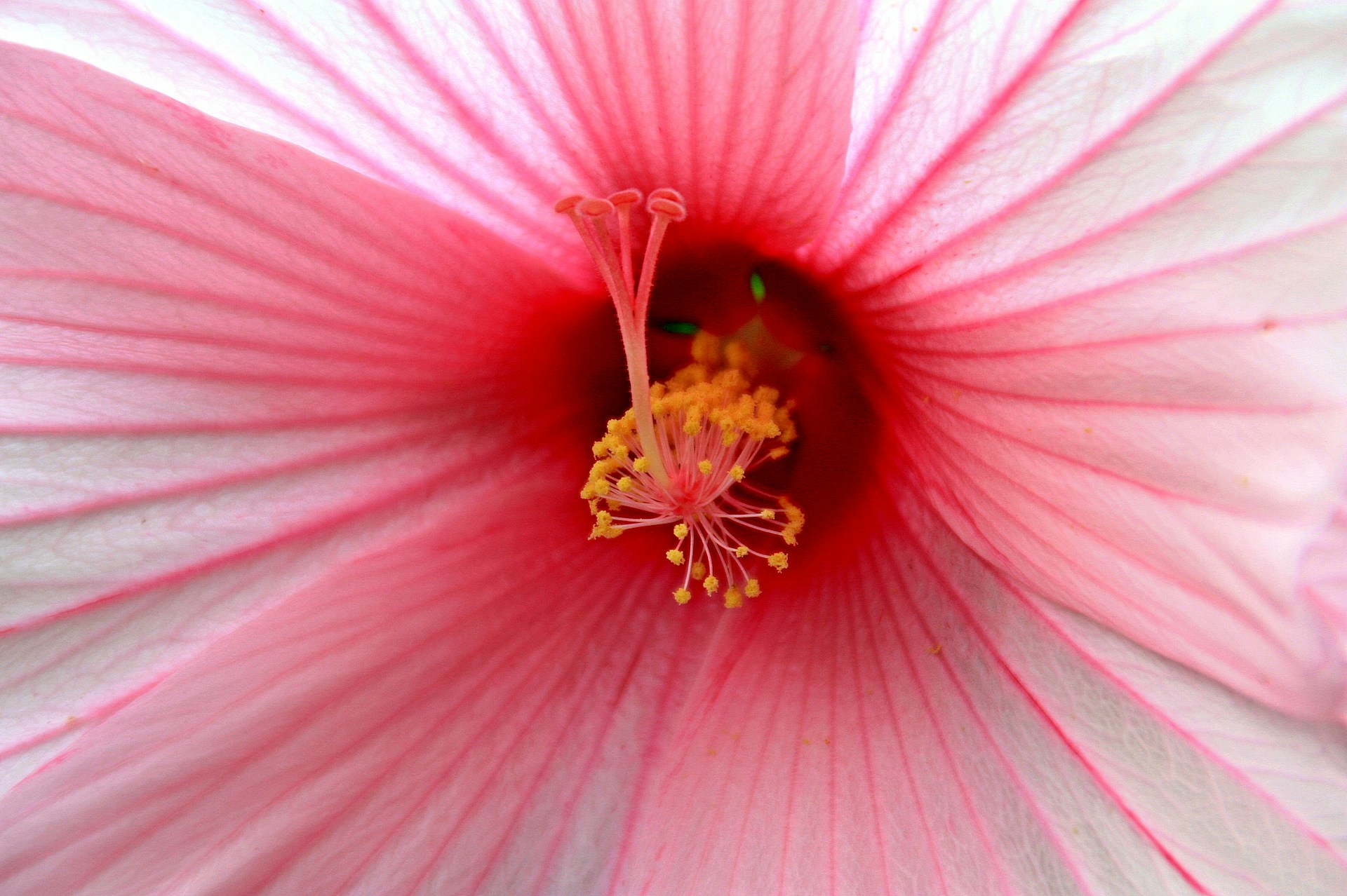 pink and white flower in macro photography