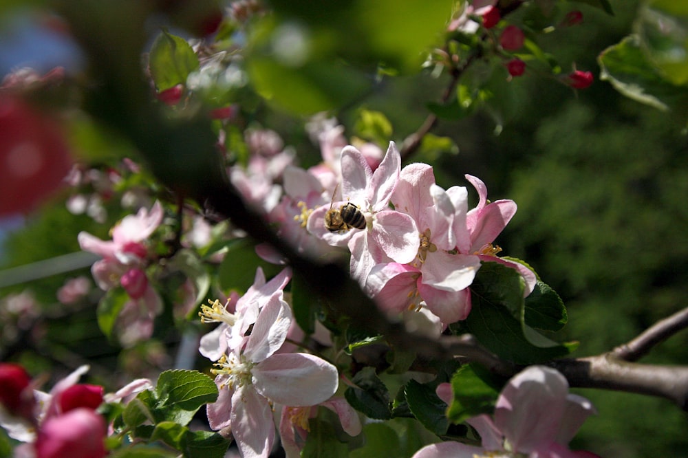 white and pink flower in tilt shift lens