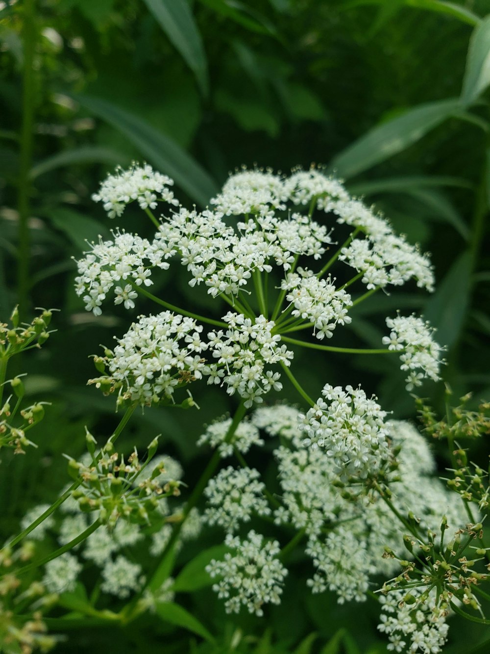 white flowers in tilt shift lens