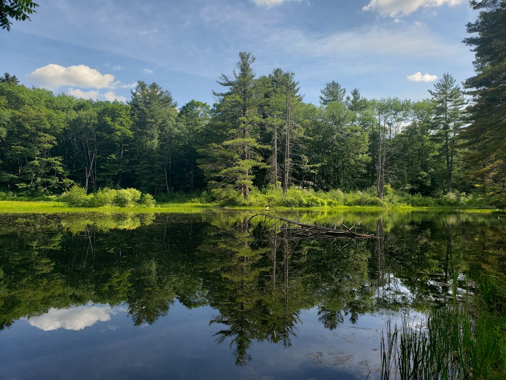 green trees beside lake under blue sky during daytime