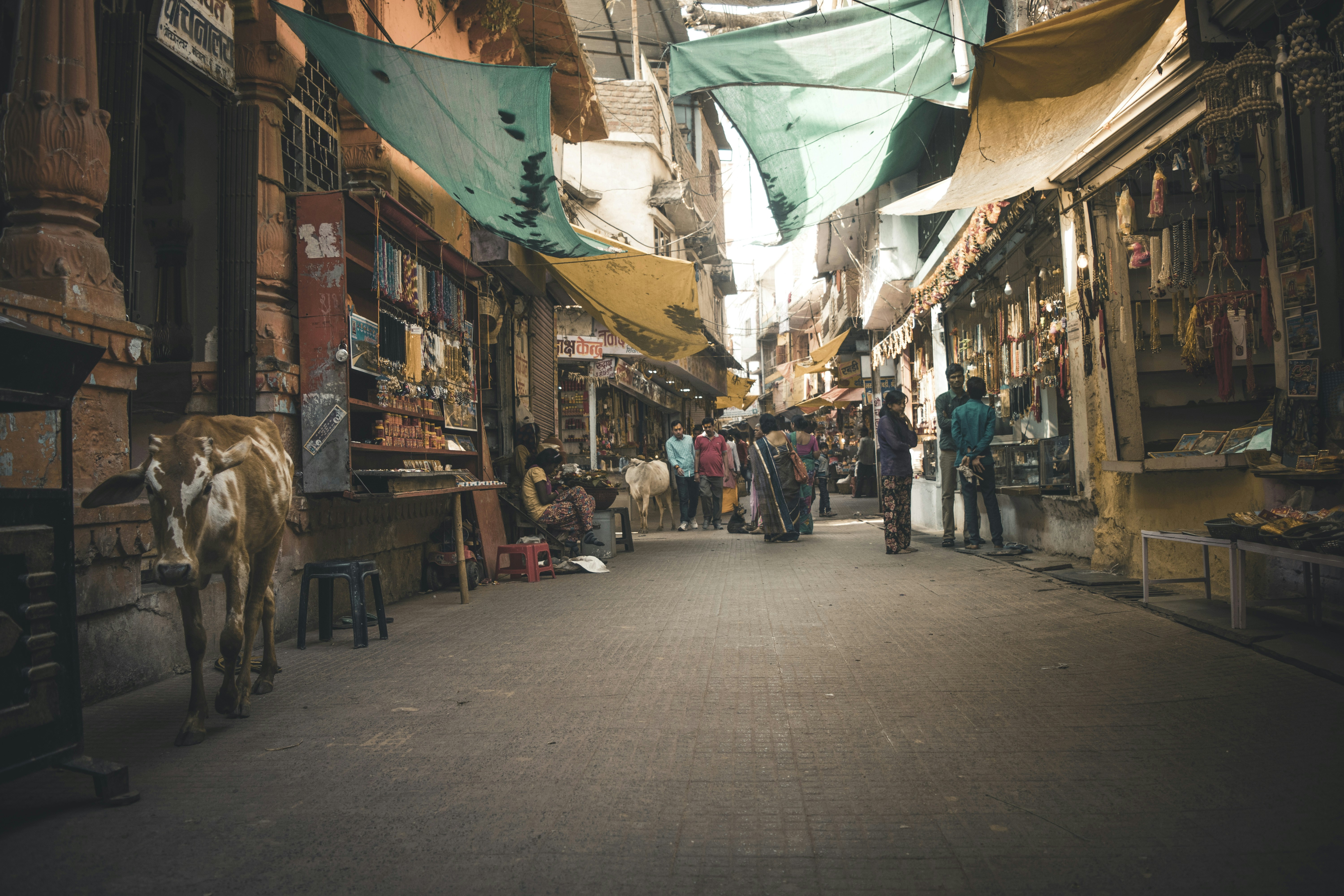 Photo by das_ritabrata