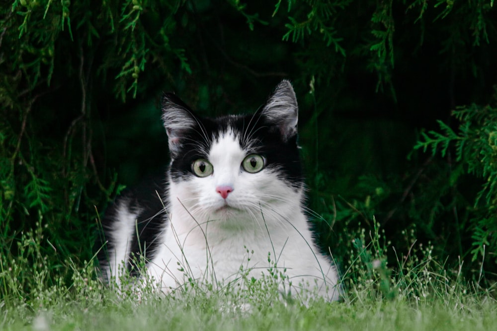 white and black cat on green grass