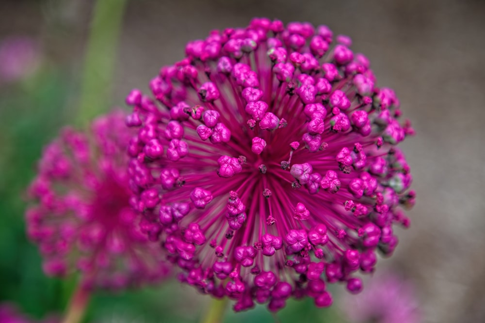 purple flower in macro lens