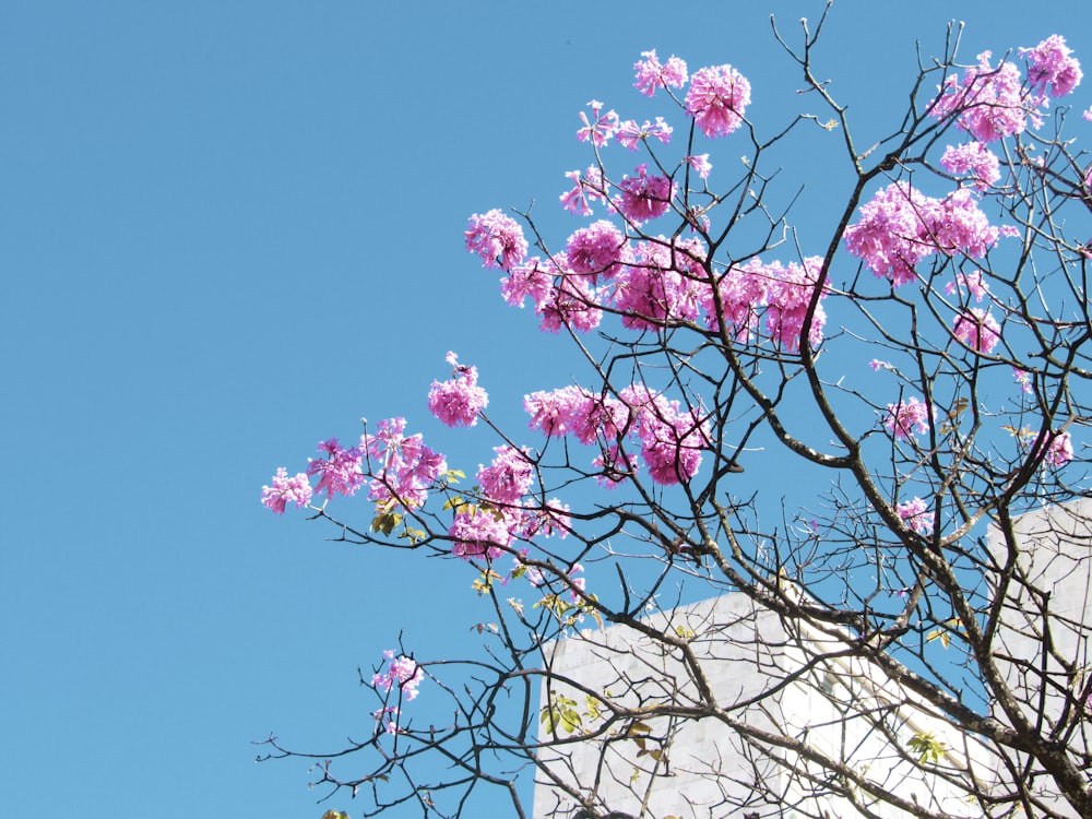 pink cherry blossom tree during daytime