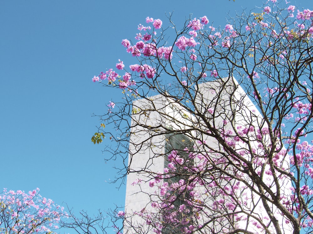 pink cherry blossom tree under blue sky during daytime