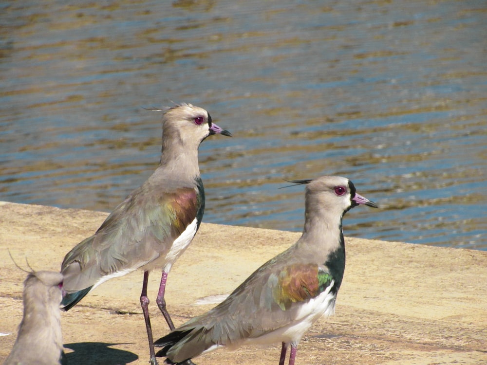 two brown and green birds on brown sand near body of water during daytime
