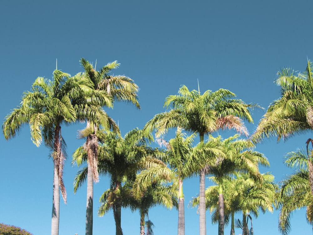 green palm trees under blue sky during daytime