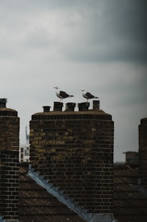 Two seagulls perch atop large brick chimneys on an overcast day. The sky is cloudy, contributing to a somber and moody atmosphere. The chimneys are weathered, with a texture that suggests age and character.