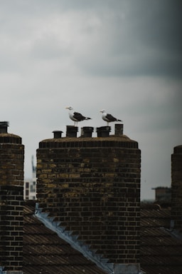 Two seagulls perch atop large brick chimneys on an overcast day. The sky is cloudy, contributing to a somber and moody atmosphere. The chimneys are weathered, with a texture that suggests age and character.