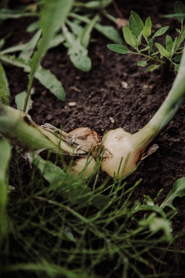 Green and brown plant on brown soil
