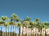 palm trees on green grass field under blue sky during daytime