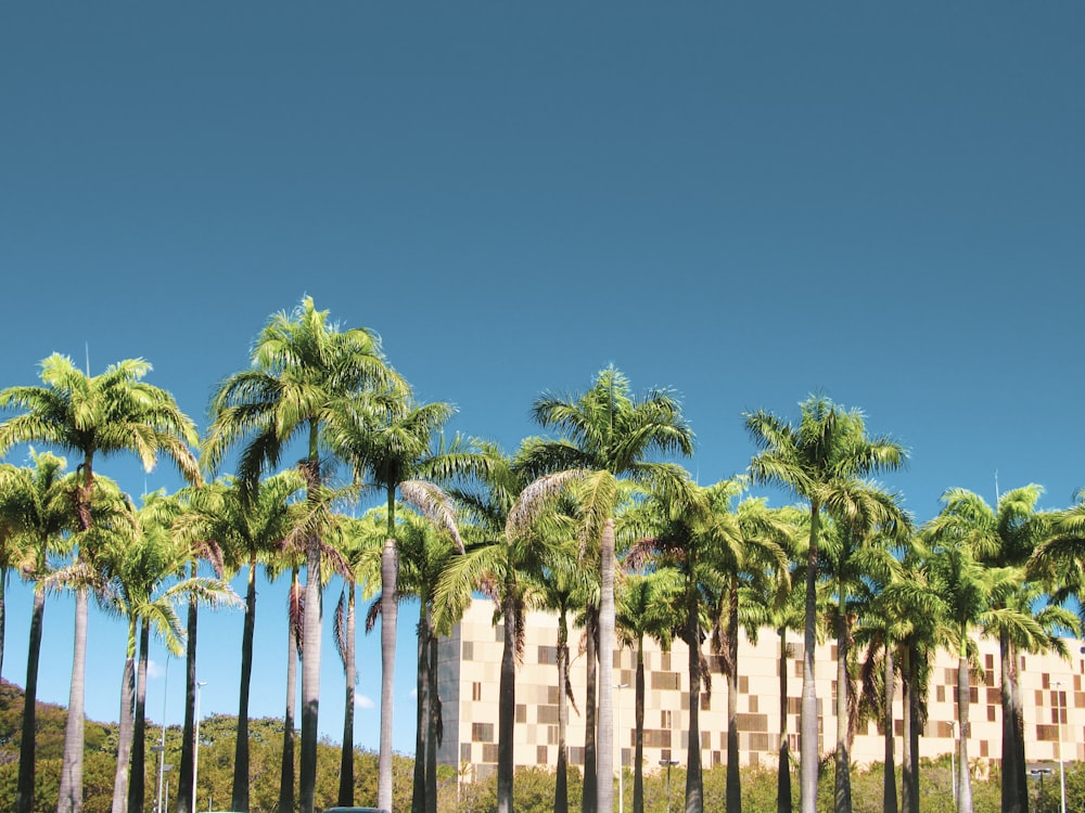 palm trees on green grass field under blue sky during daytime