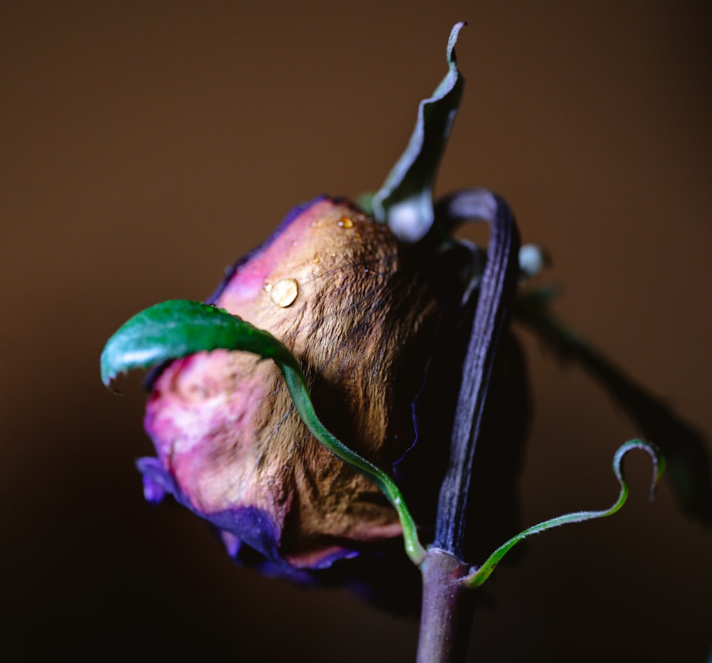 purple flower with green leaves