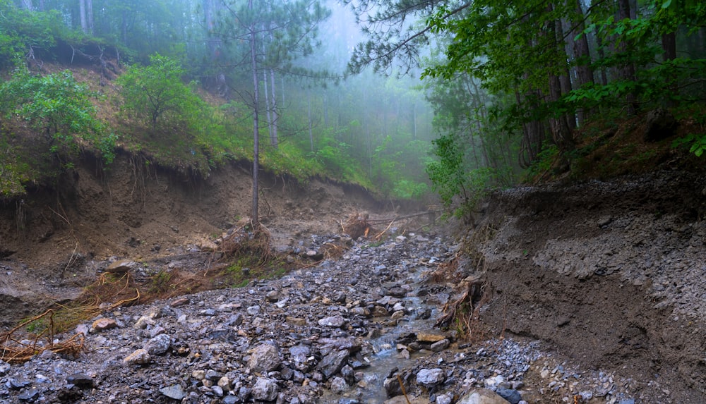 grüne Bäume und graue Felsen