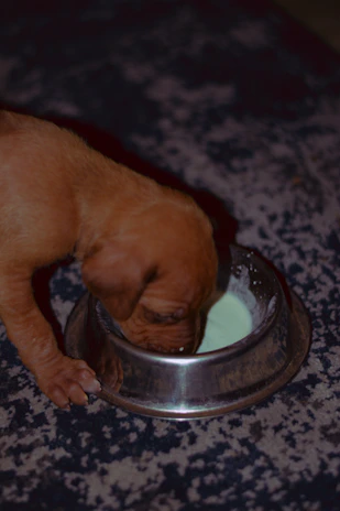 A stainless steel water bowl filled with fresh water beside a playful puppy.