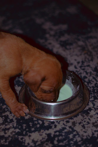 A stainless steel water bowl filled with fresh water beside a playful puppy.