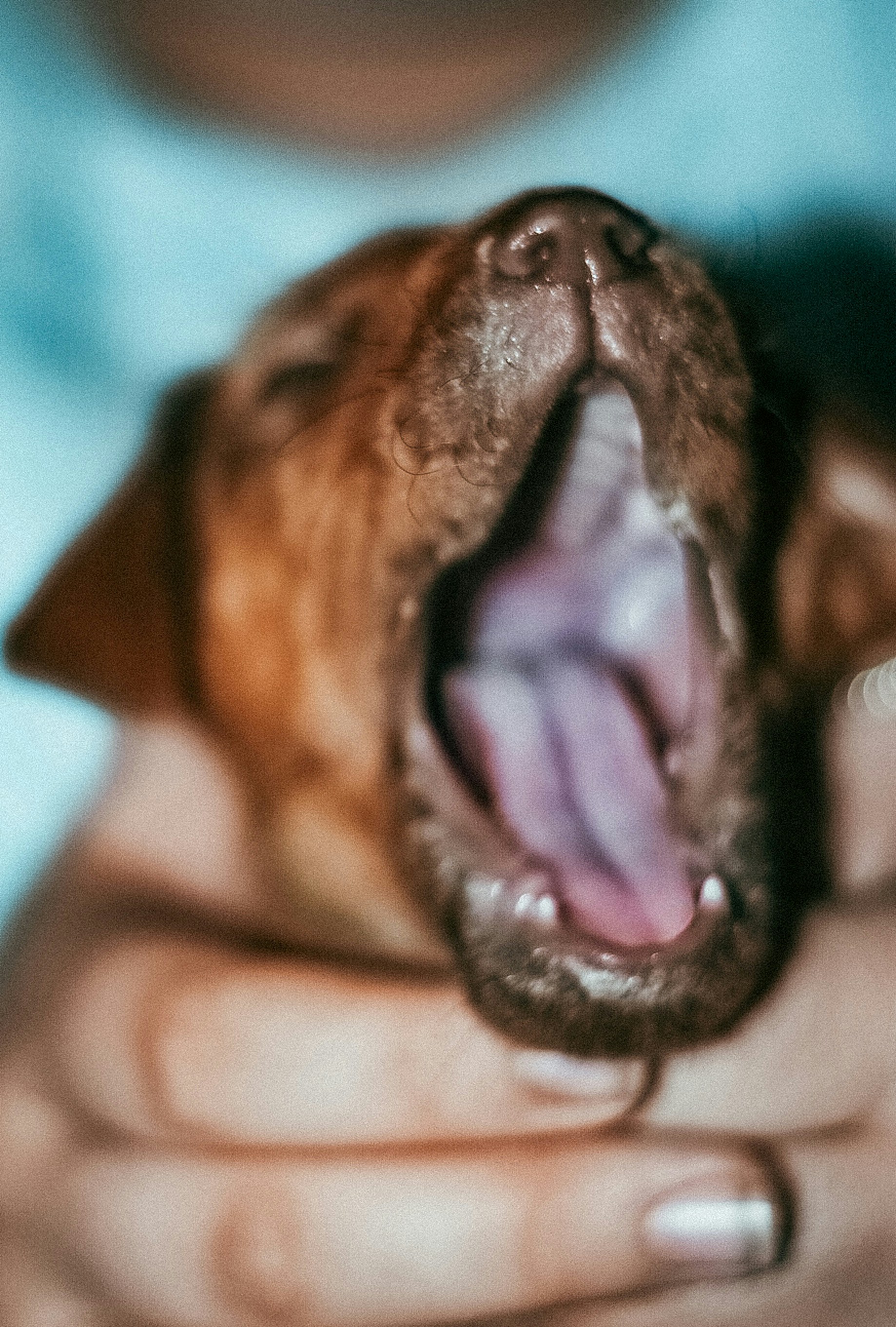 Sweet Dreams for You and Your Dog: How to Stop Late-Night Barking