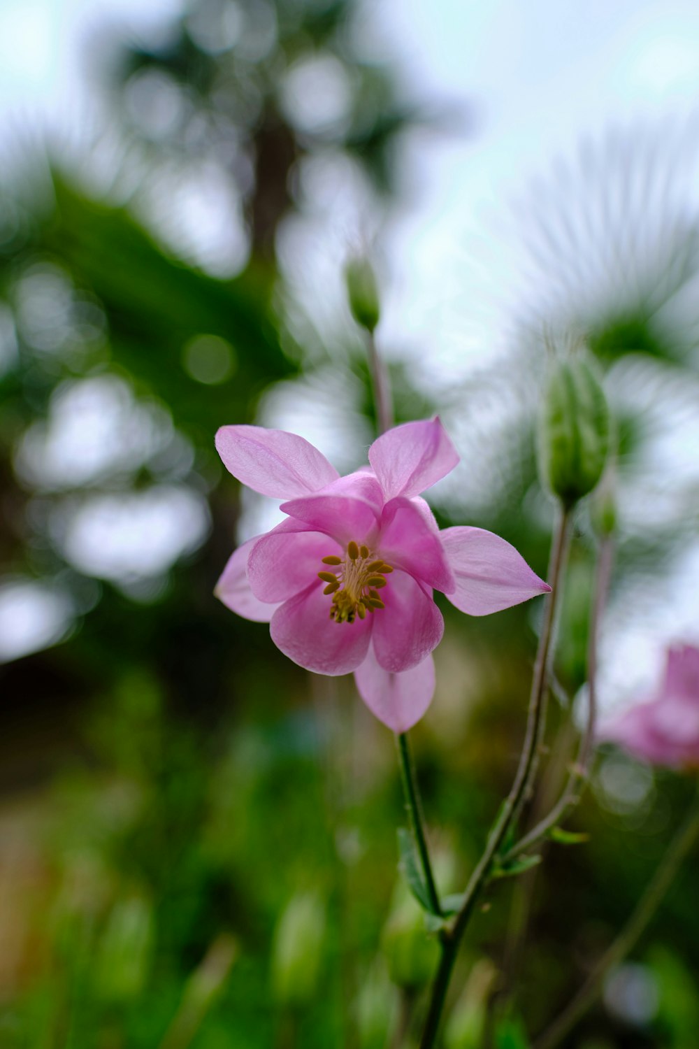 purple flower in tilt shift lens