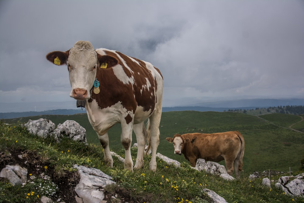 Vaca marrón y blanca en campo de hierba verde bajo nubes blancas durante el día