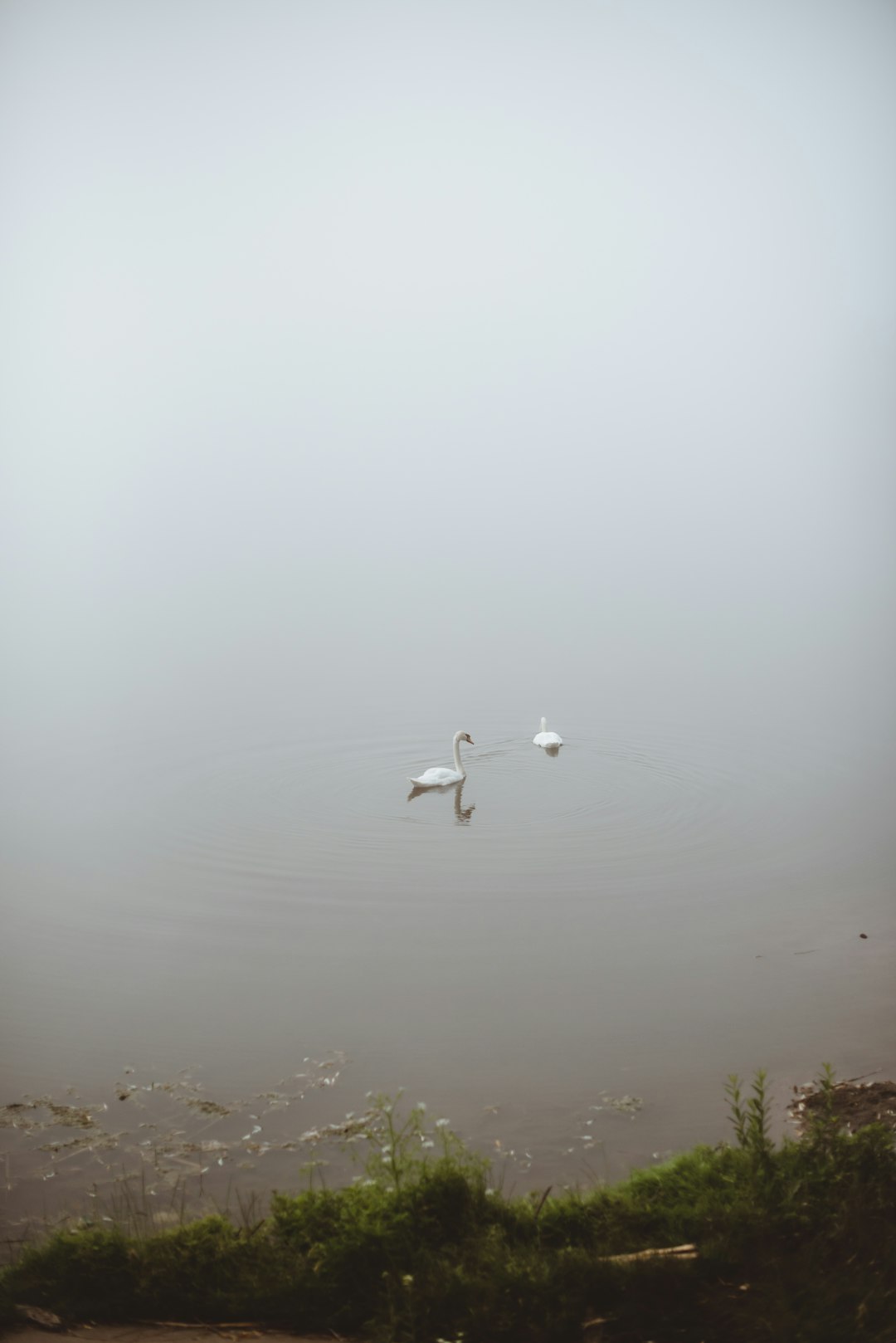 white bird flying over the water