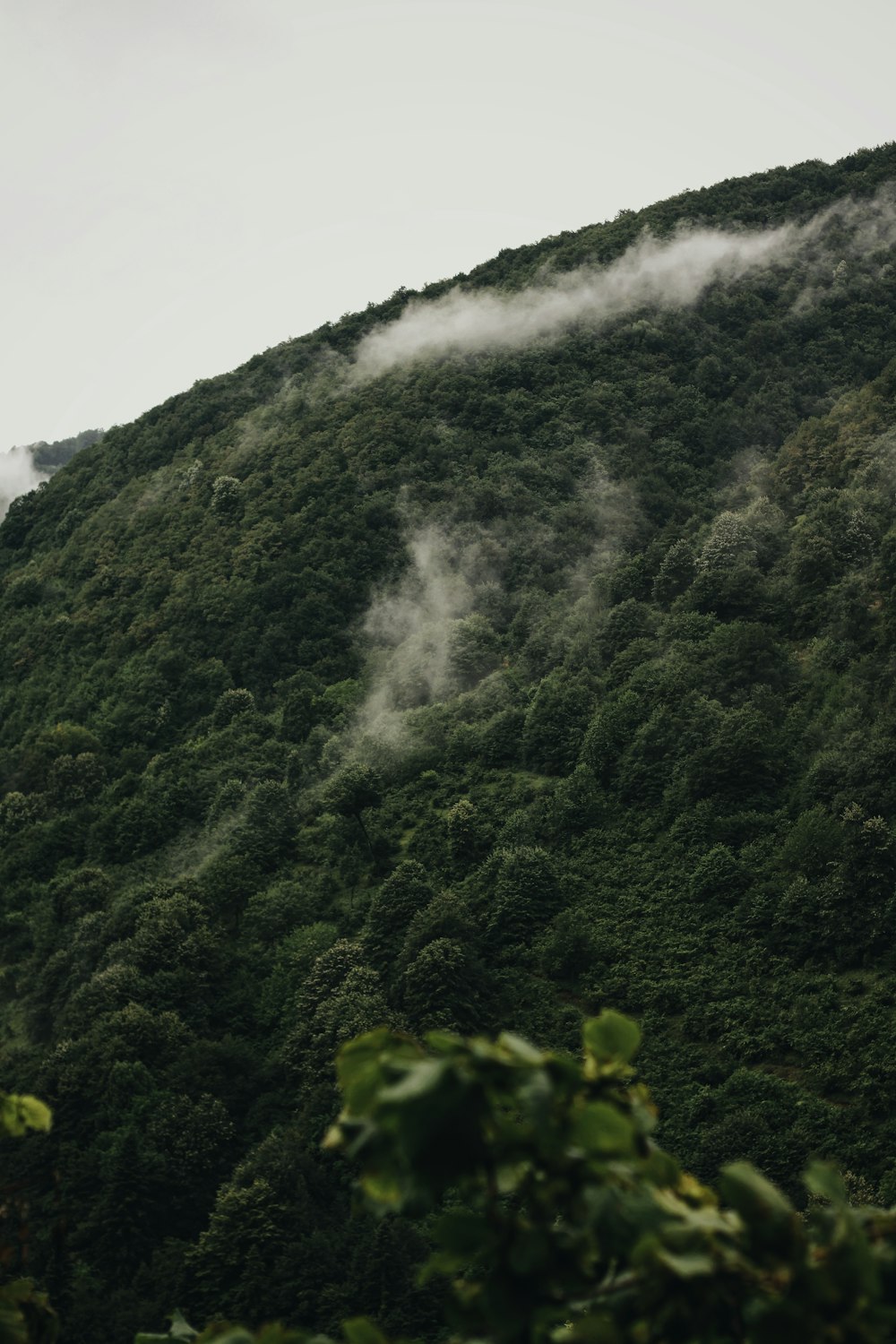 green trees on mountain during daytime