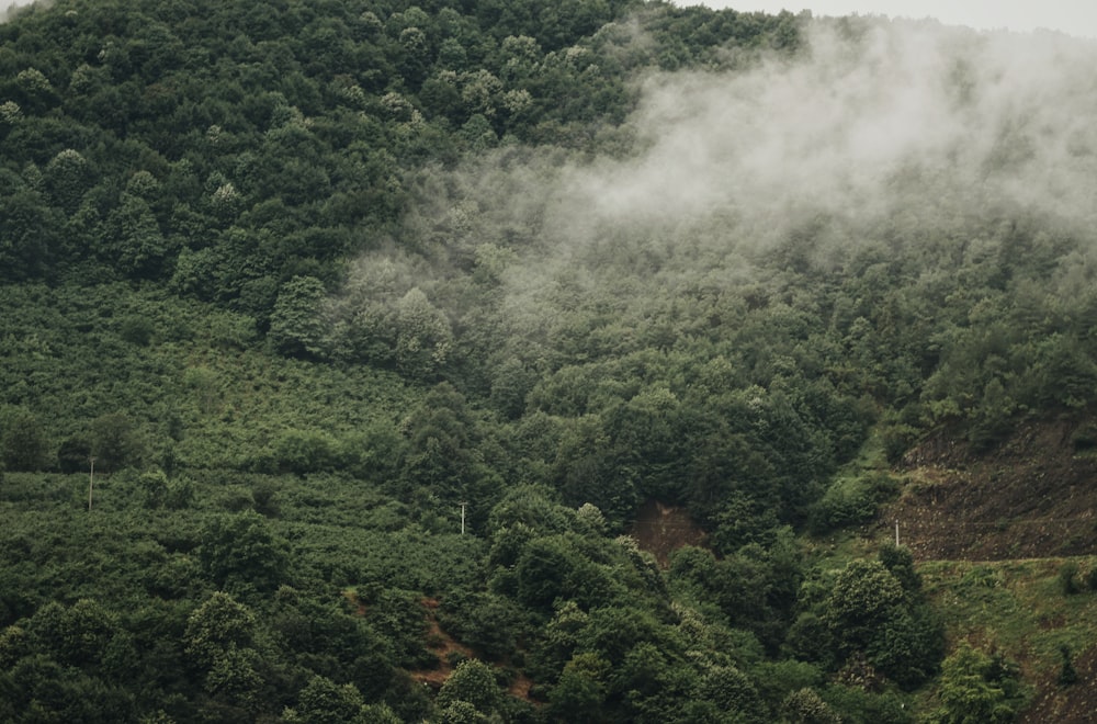 green trees on mountain during daytime