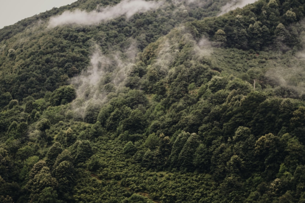 arbres verts sur la montagne pendant la journée