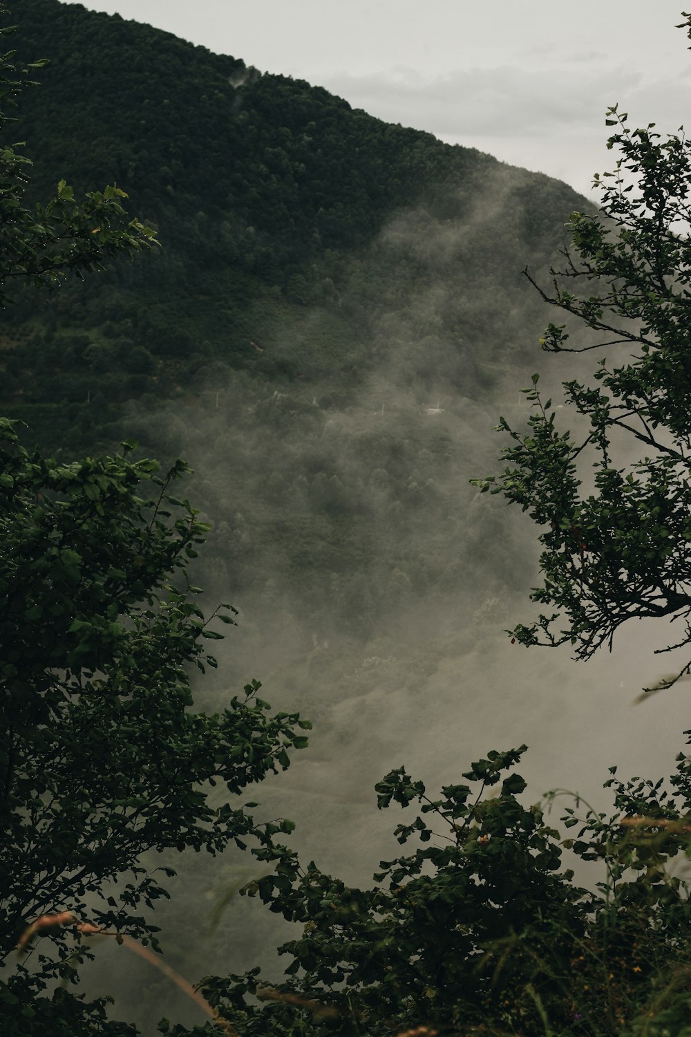 árvores verdes sob nuvens brancas