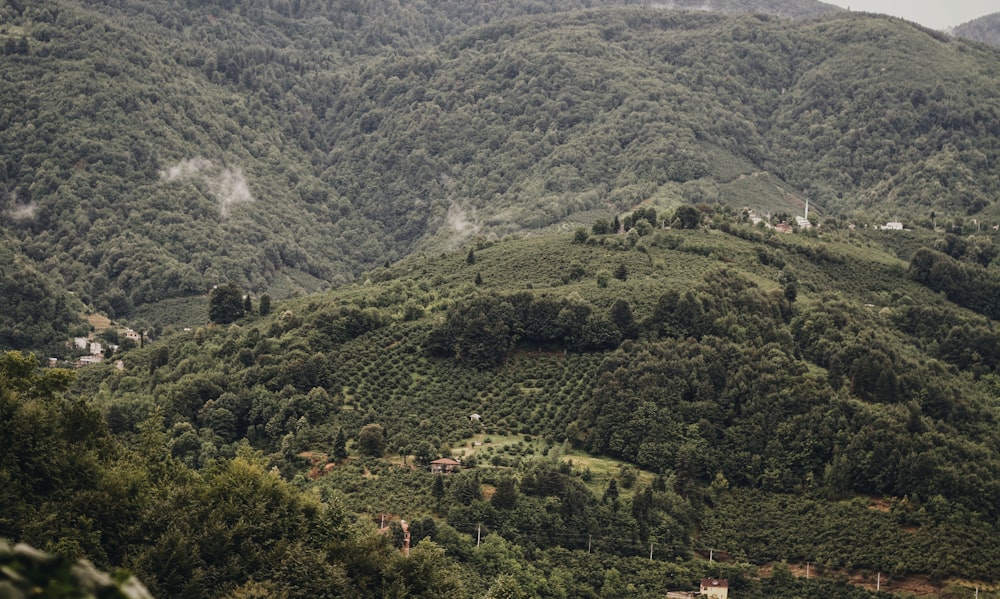 green trees on mountain during daytime