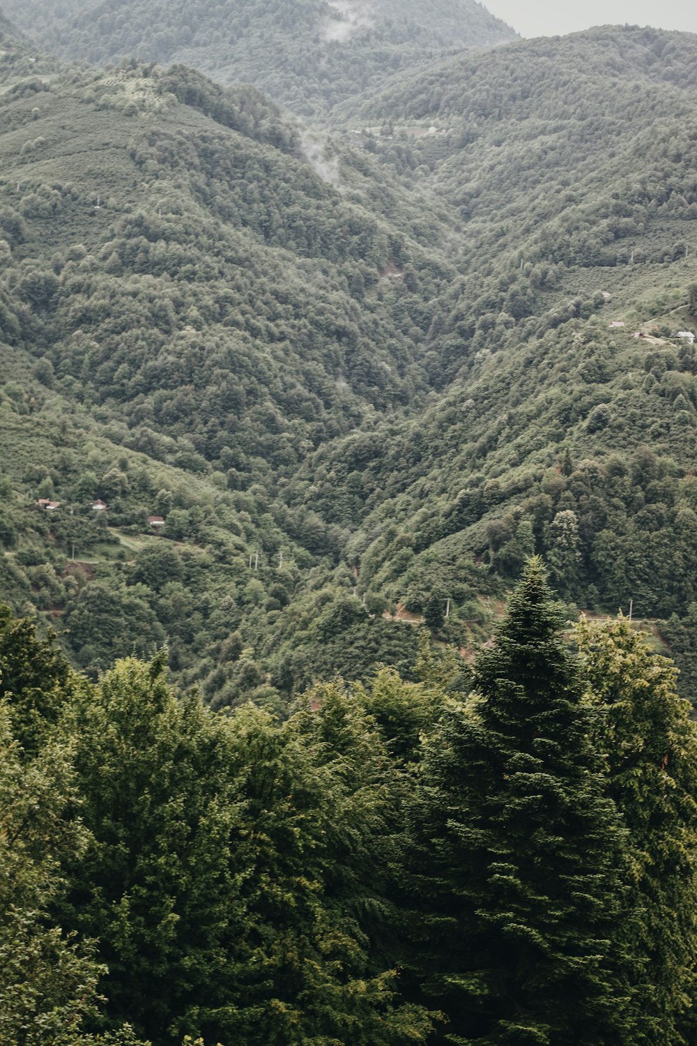 green trees on mountain during daytime