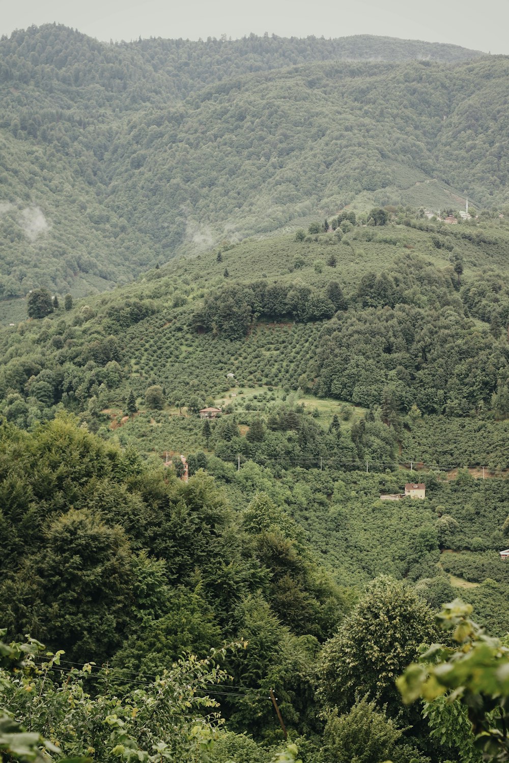 green trees on mountain during daytime