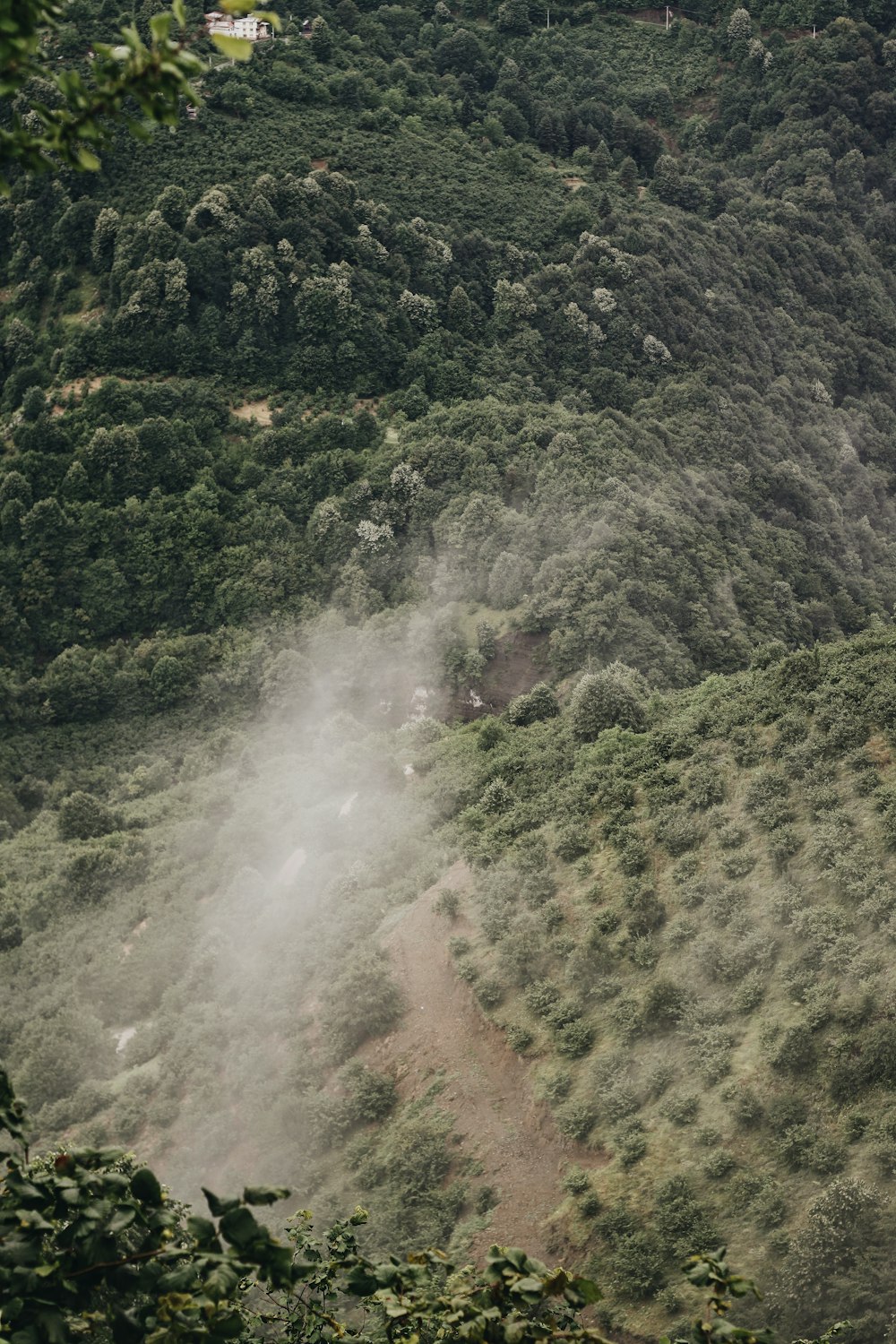 green trees on mountain during daytime