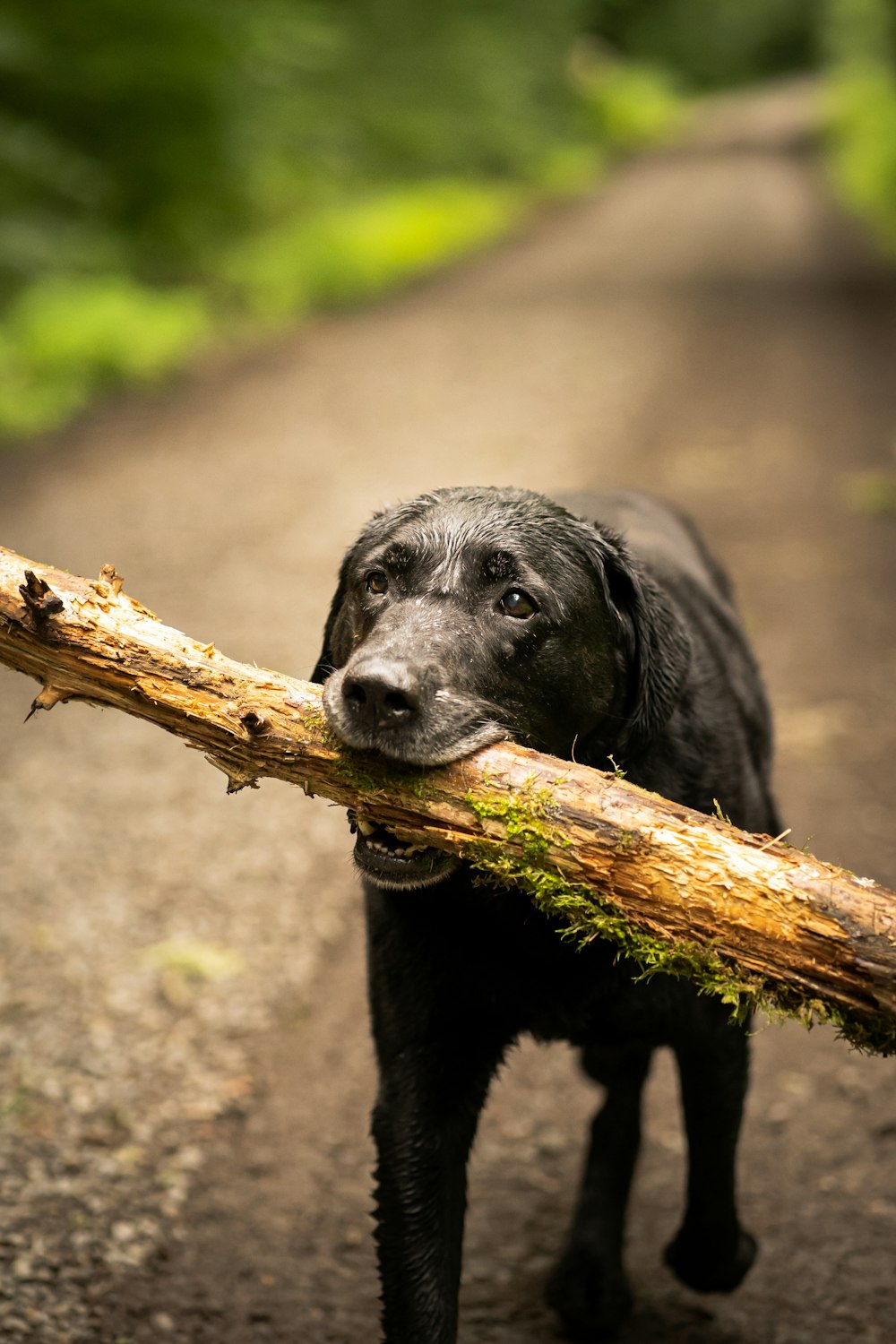 black labrador retriever on brown tree branch