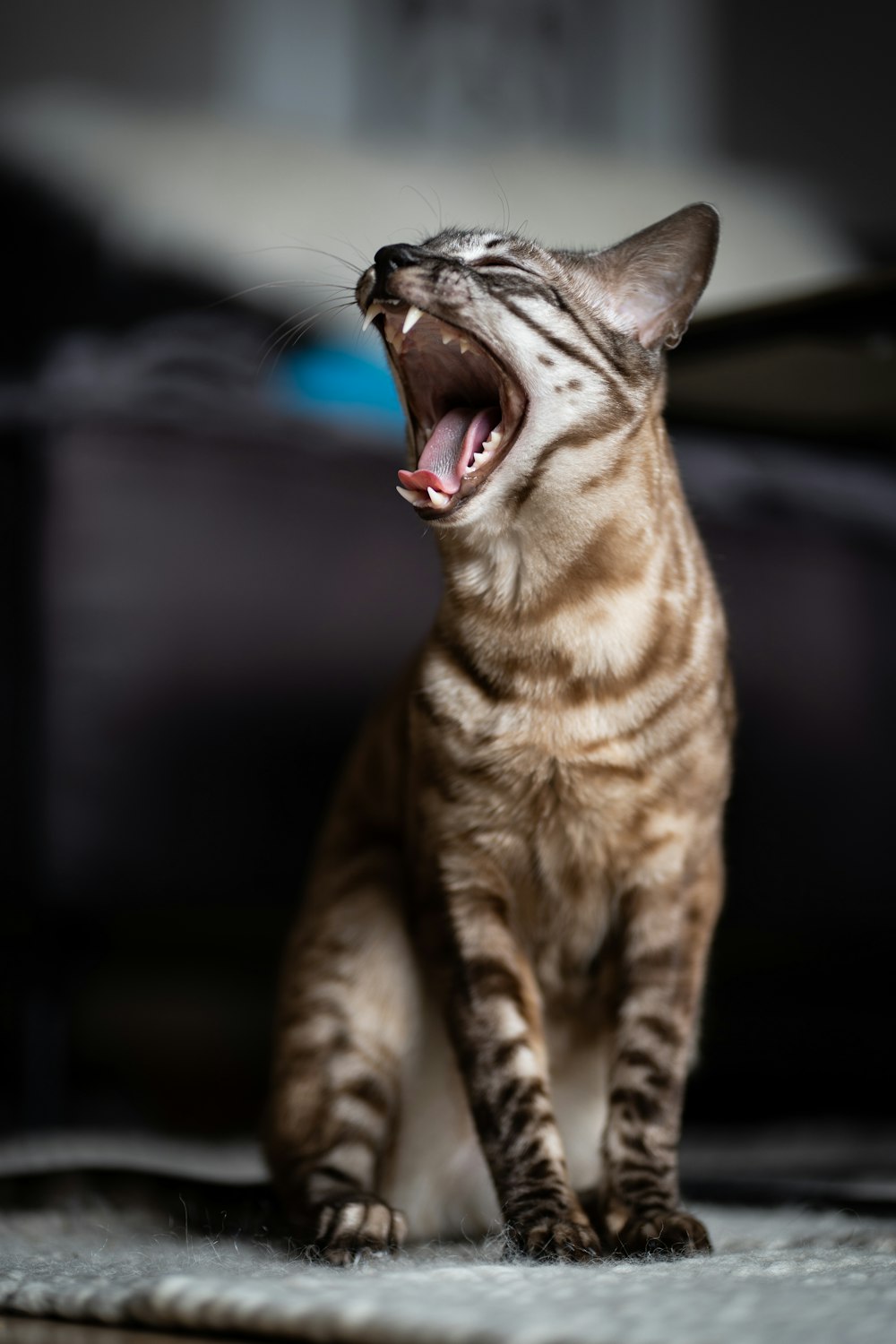 brown tabby cat with blue eyes