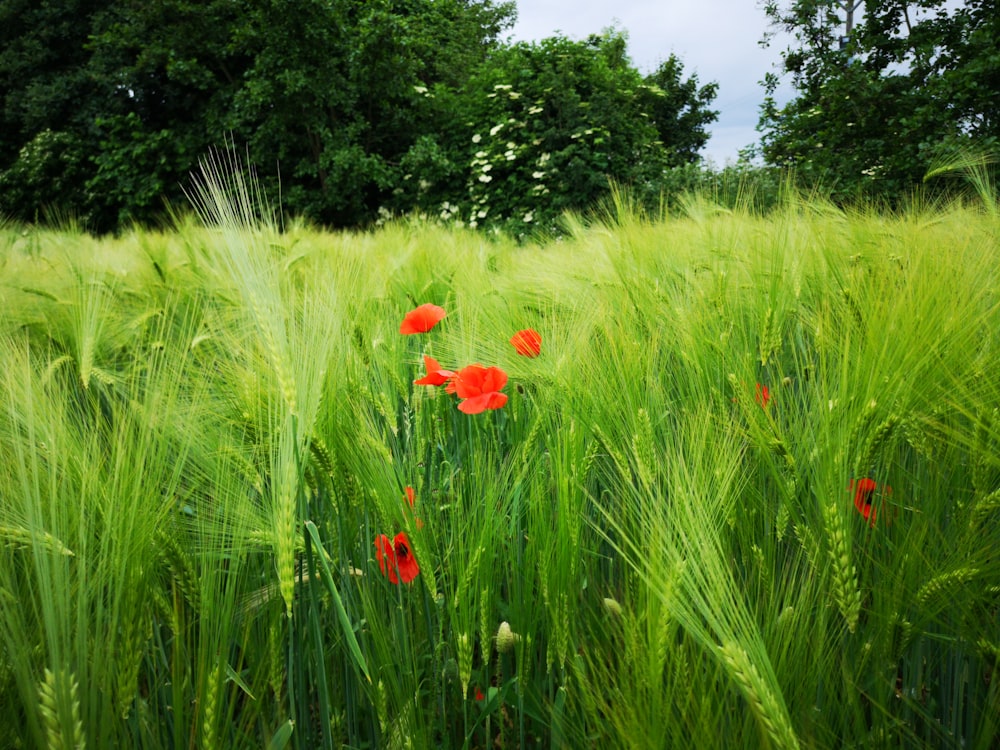 red flower surrounded by green grass during daytime