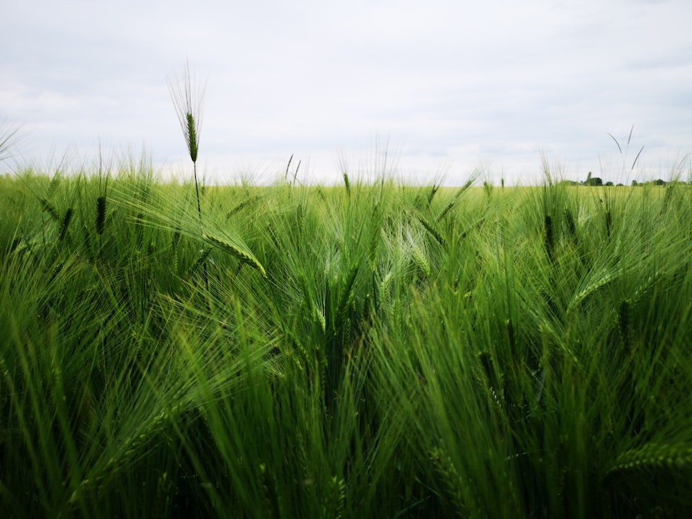 green grass field under white clouds during daytime