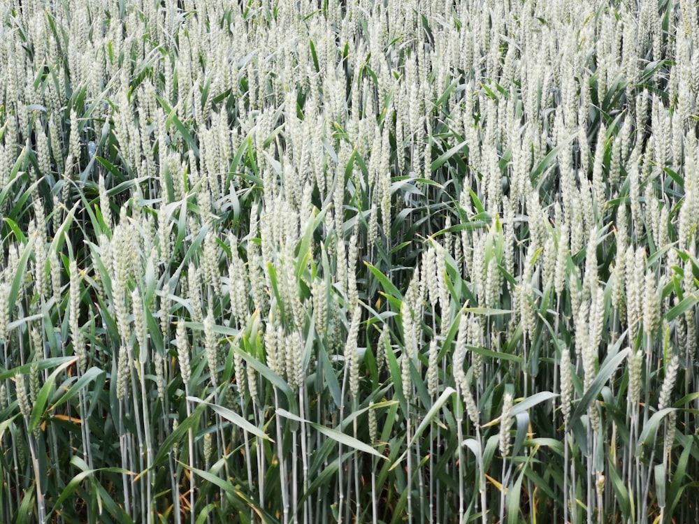 green wheat field during daytime