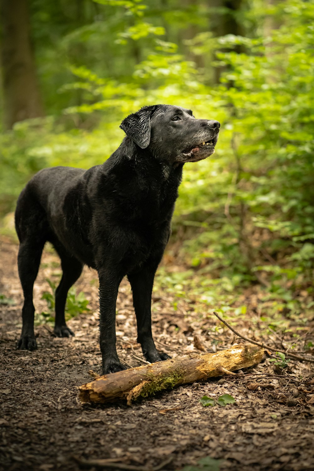 black labrador retriever standing on brown soil during daytime