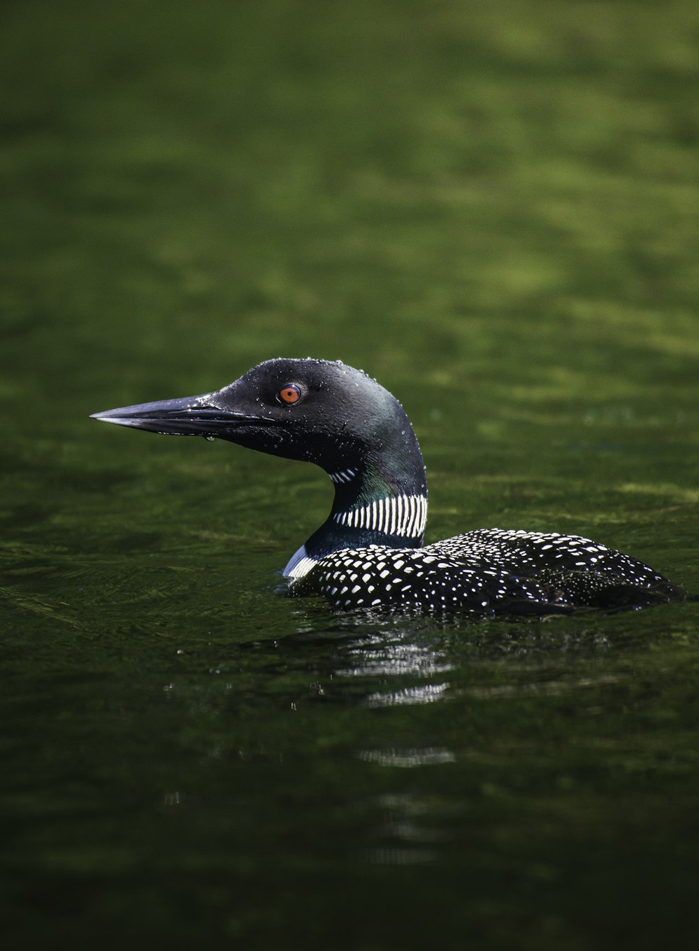 black and white duck on water