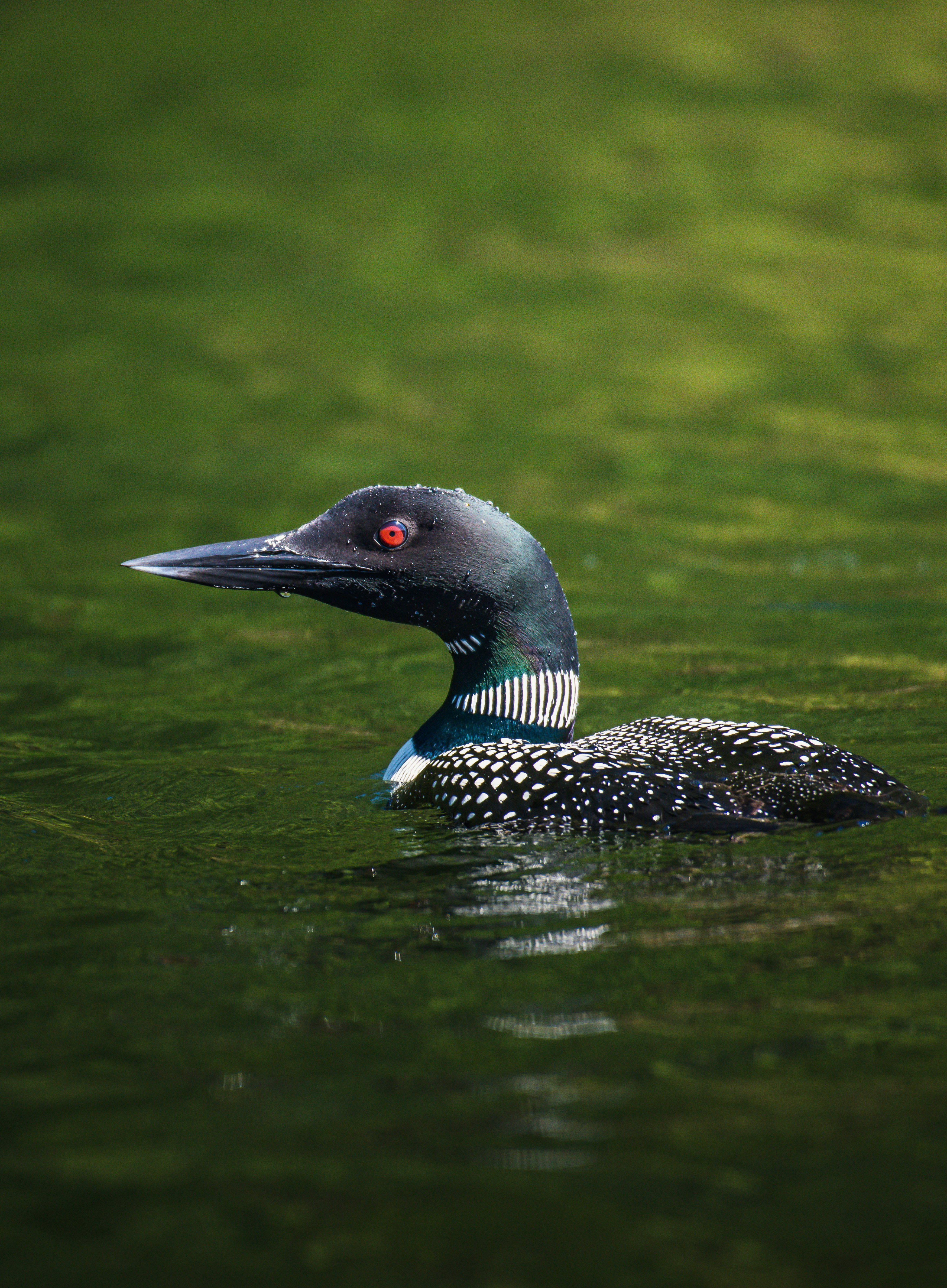 black and white duck on water