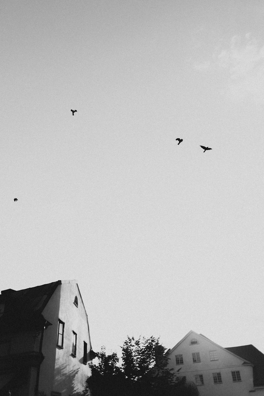 birds flying on the sky during daytime