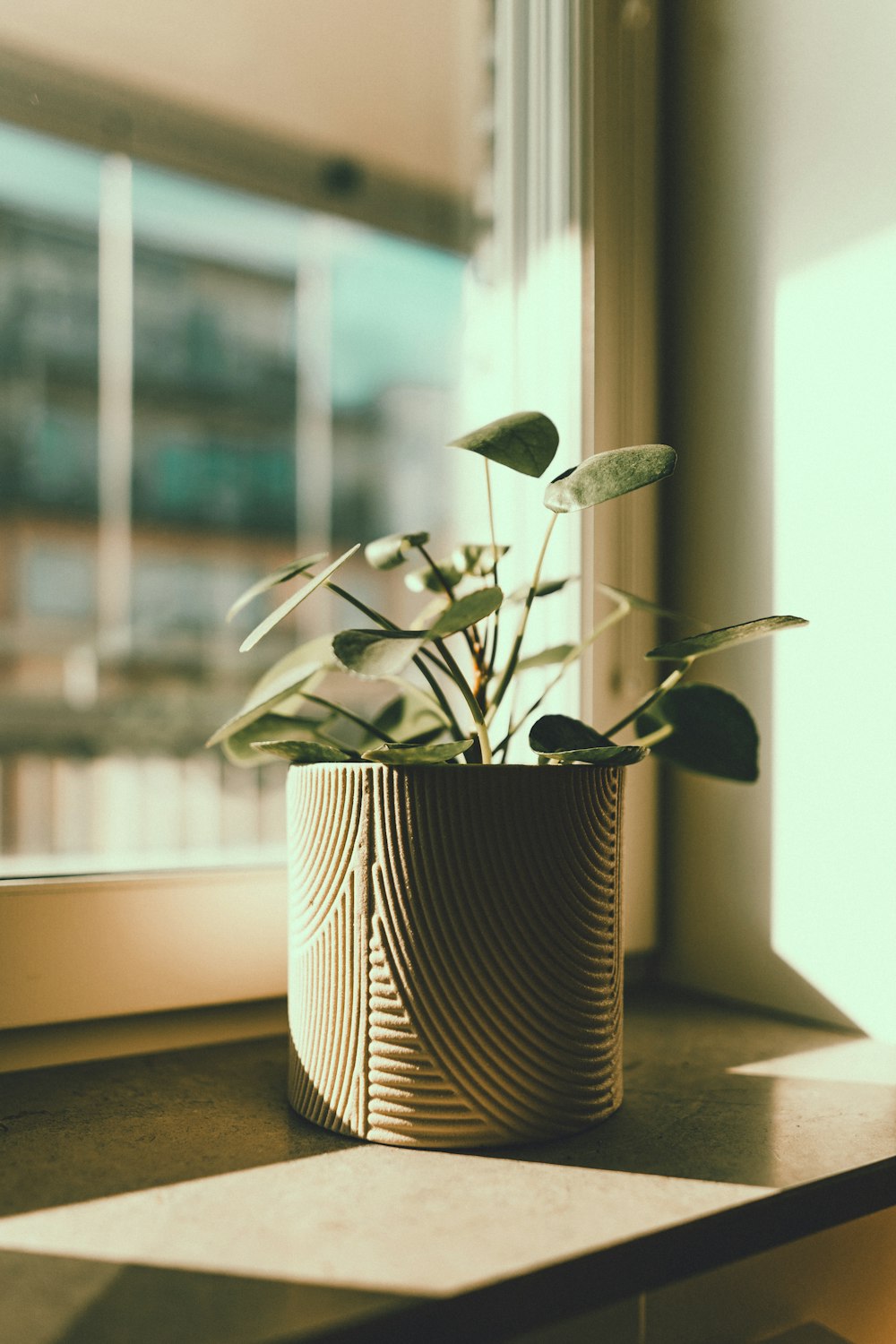 green plant on white and black ceramic pot