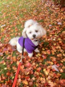 A happy small dog wearing a colorful handmade sweater sitting in a sunny garden.