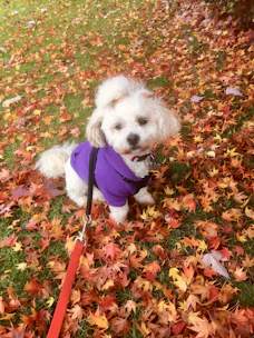 A cheerful dog wearing a colorful handmade sweater, sitting happily in a sunny garden.