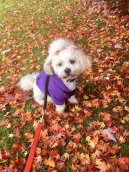 Hand-knit green and brown dog sweater on a cozy rustic chair with outdoor fall leaves.