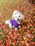 A cheerful small dog wearing a handmade colorful sweater, sitting happily in a sunny garden.