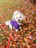 A happy small dog wearing a colorful handmade sweater sitting in a sunny garden.