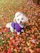 A happy small dog wearing a colorful handmade sweater sitting in a sunny garden.