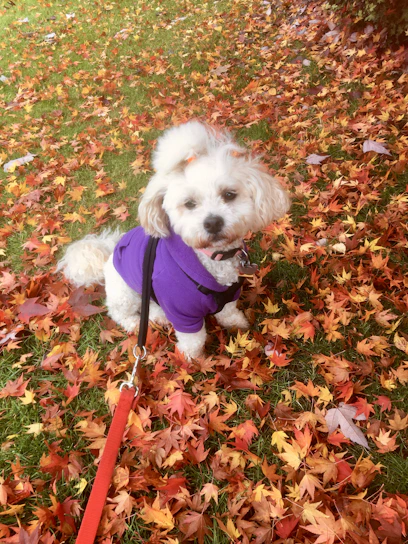 A cheerful small dog wearing a colorful handmade sweater sitting in a sunny garden.