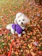 A happy small dog wearing a colorful handmade sweater sitting in a sunny garden.
